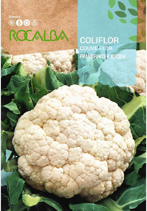 COLIFLOR Frankfurter riesen