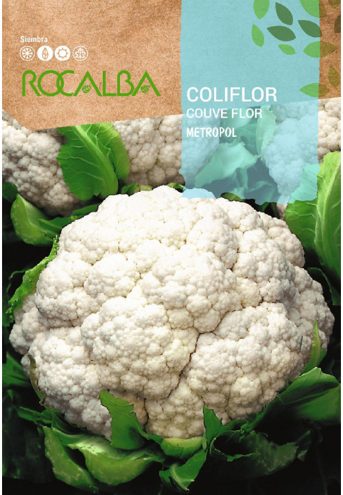 CAULIFLOWER Metropol