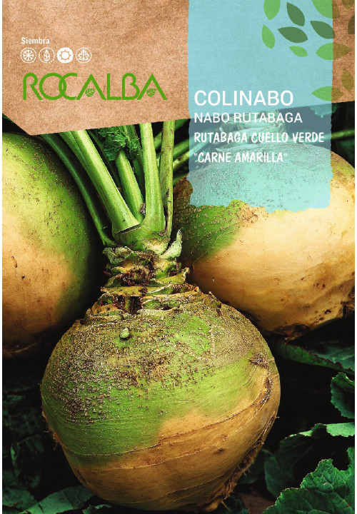 RUTABAGA Rutabaga cuello verde 'carne amarilla'