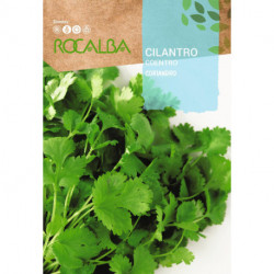 CILANTRO Coriandro