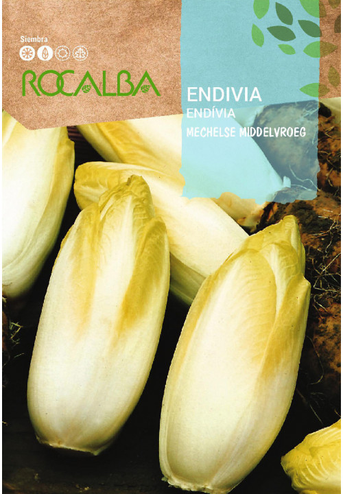 ENDIVE Mechelse middelvroeg