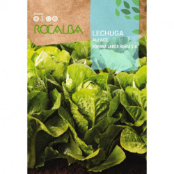 LETTUCE Romana larga rubia s.n.