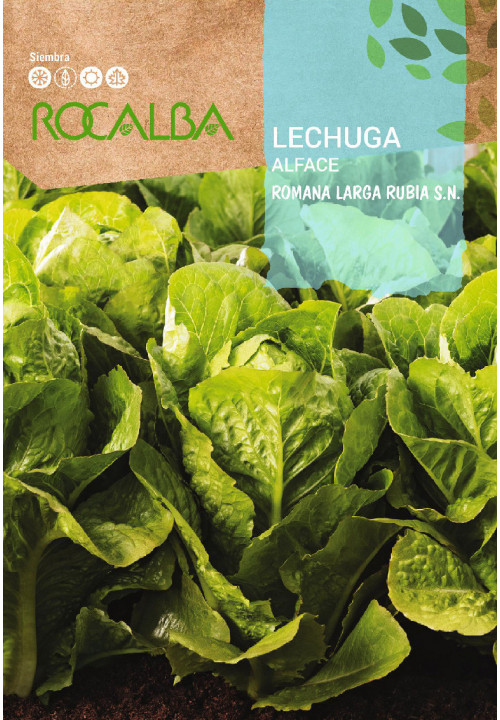 LETTUCE Romana larga rubia s.n.