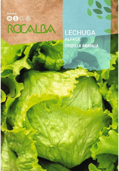 LAITUE Crispilla amarilla