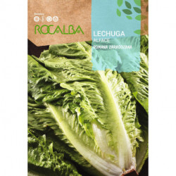 LETTUCE Romana Zaragozana