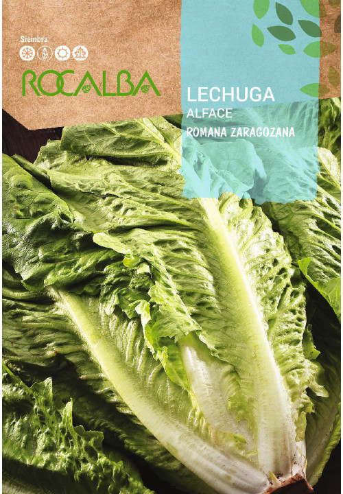 LETTUCE Romana Zaragozana