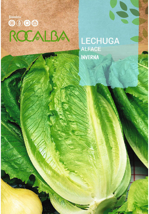 LECHUGA Inverna