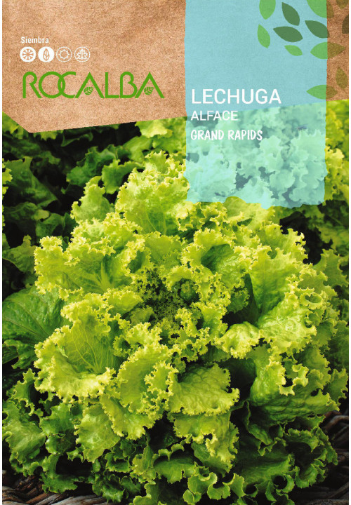 LECHUGA Grand rapids