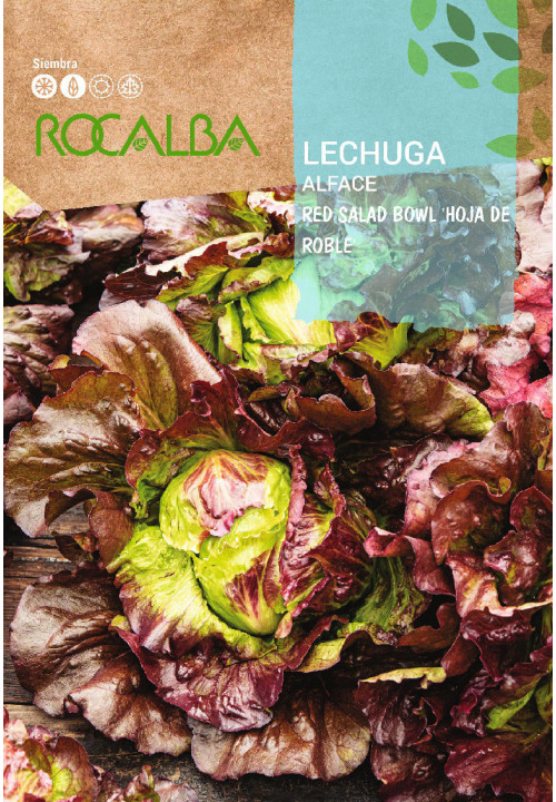 LECHUGA Red salad bowl 'Hoja de Roble'