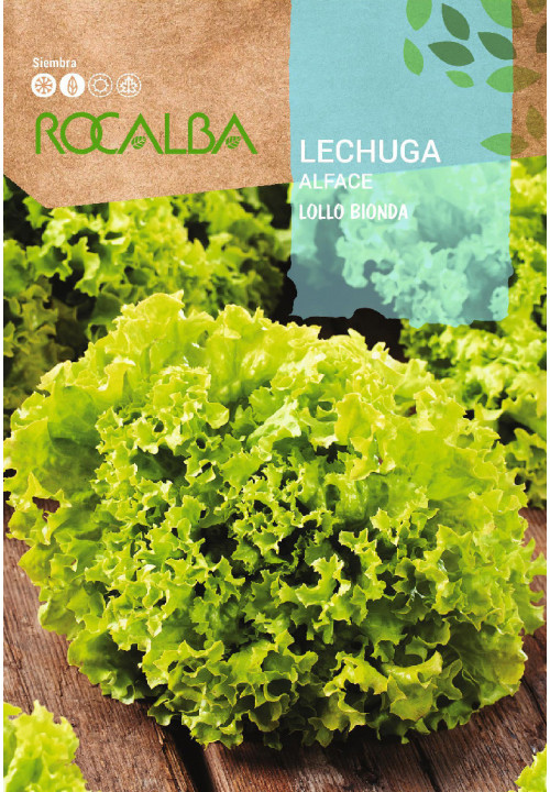 LECHUGA Lollo bionda