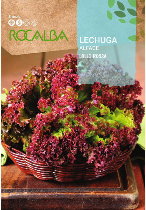 LECHUGA Lollo rossa