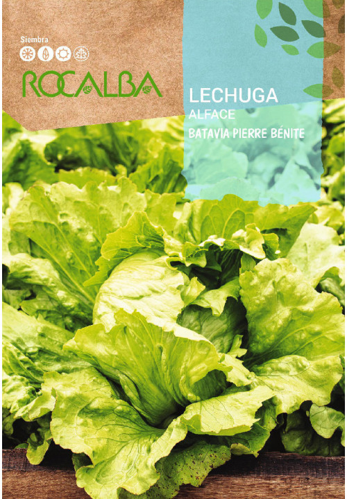 LETTUCE Batavia pierre bénite