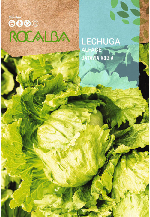 LECHUGA Batavia rubia