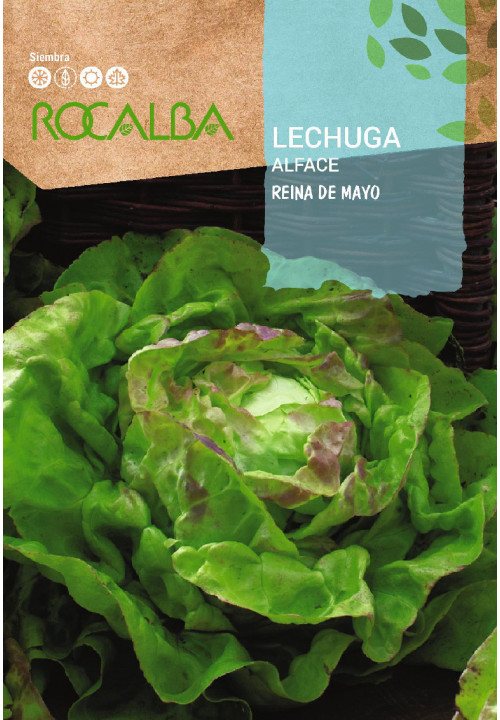 LECHUGA Reina de mayo