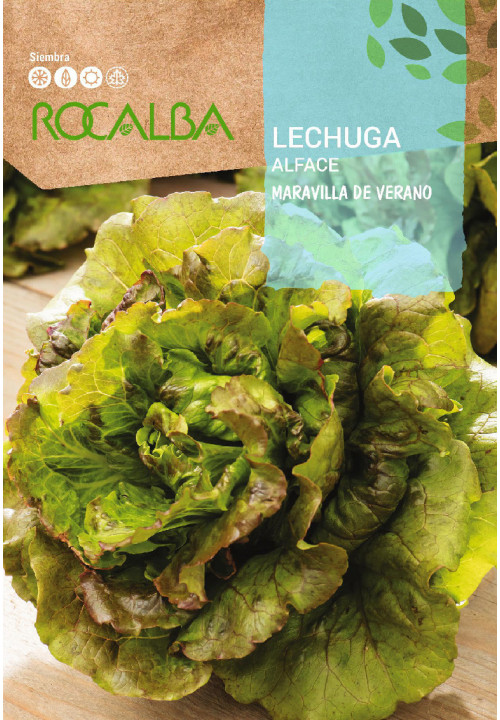 LECHUGA Maravilla de verano