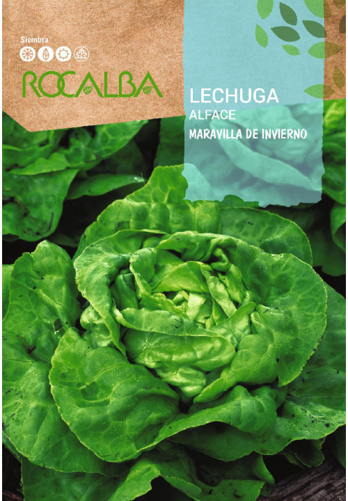 LETTUCE Maravilla de invierno