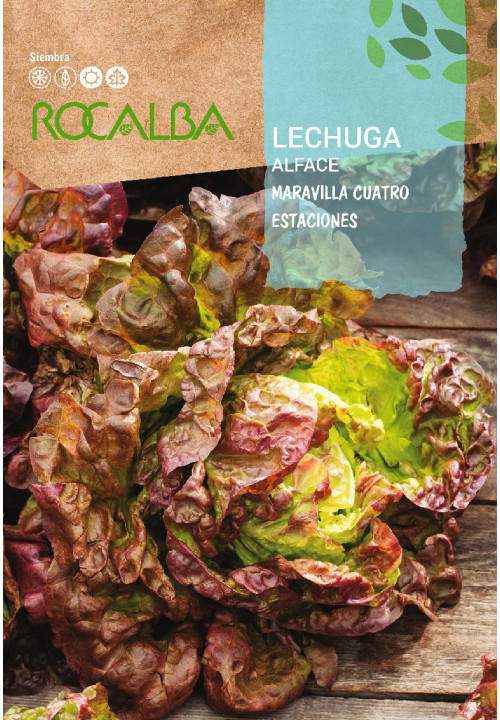 LETTUCE Maravilla cuatro estaciones