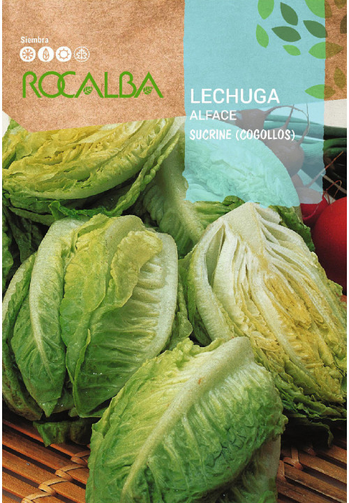 LECHUGA Sucrine