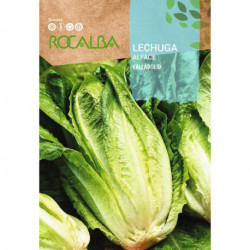 LETTUCE Valladolid