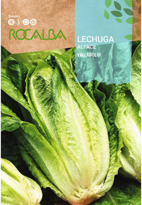 LETTUCE Valladolid