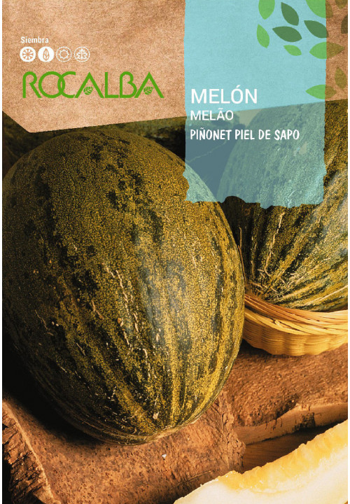 MELON Piñonet piel de sapo