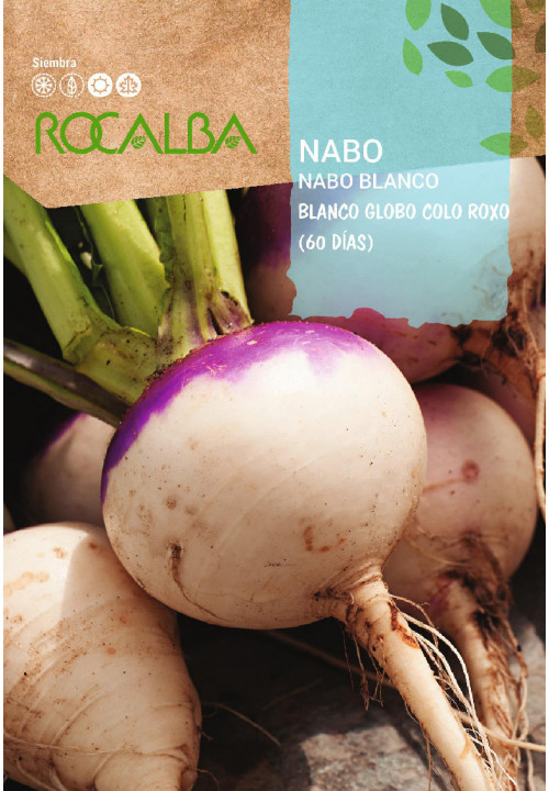 TURNIP Blanco Globo Colo Roxo