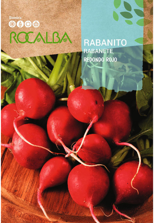 RADISH Redondo Rojo