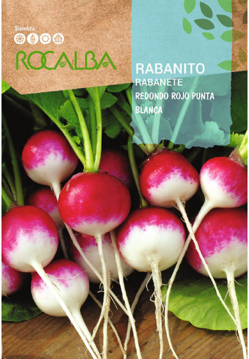 RADISH Redondo Rojo Punta Blanca