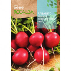 RADISH Redondo rojo 'Crimson Giant'