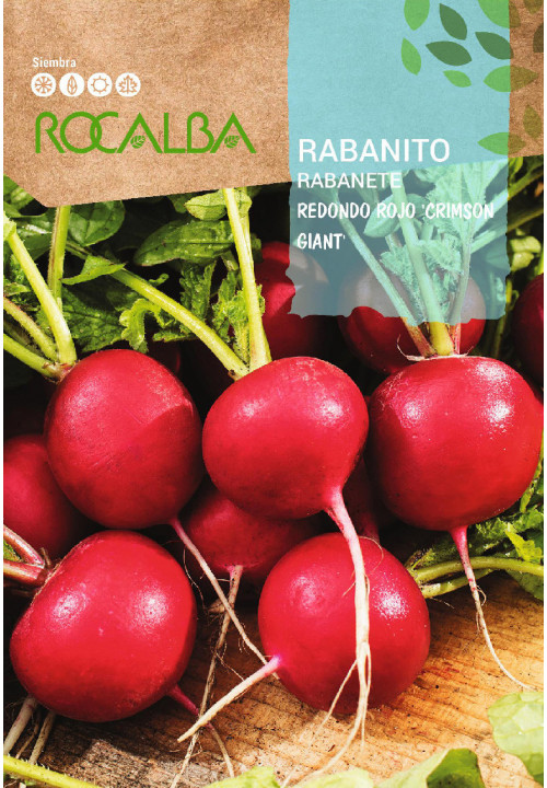 RADISH Redondo rojo 'Crimson Giant'