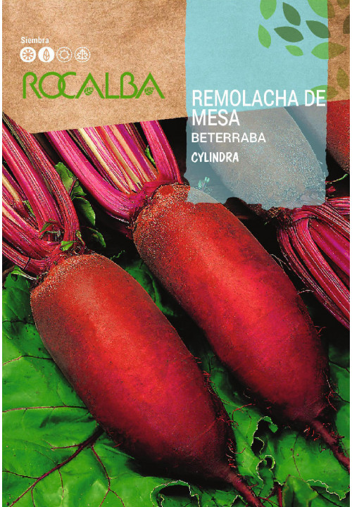 TABLE BEETROOT Cylindra