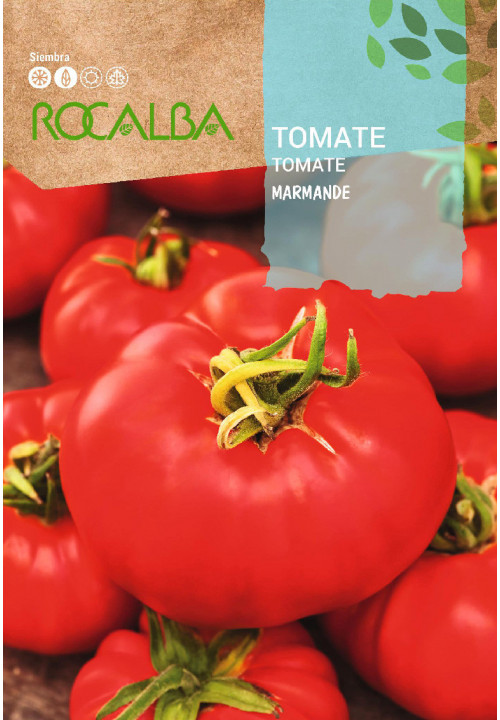 TOMATE Marmande