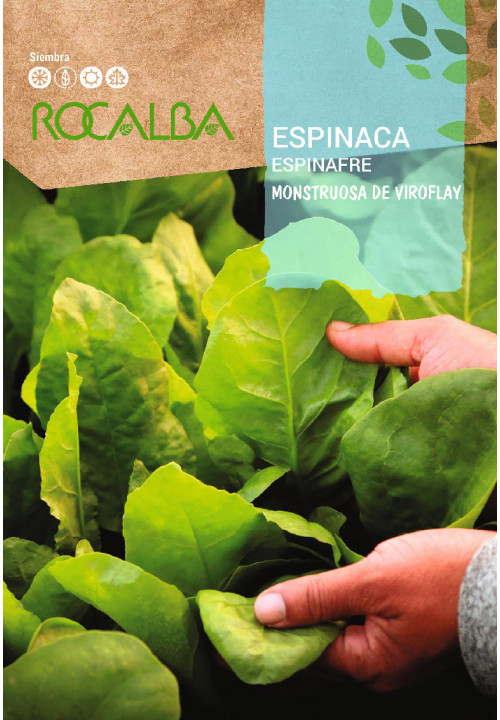 SPINACH Monstruosa de Viroflay