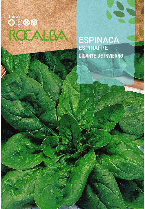 SPINACH Gigante de invierno