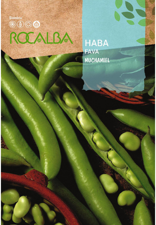 BROAD BEAN Muchamiel