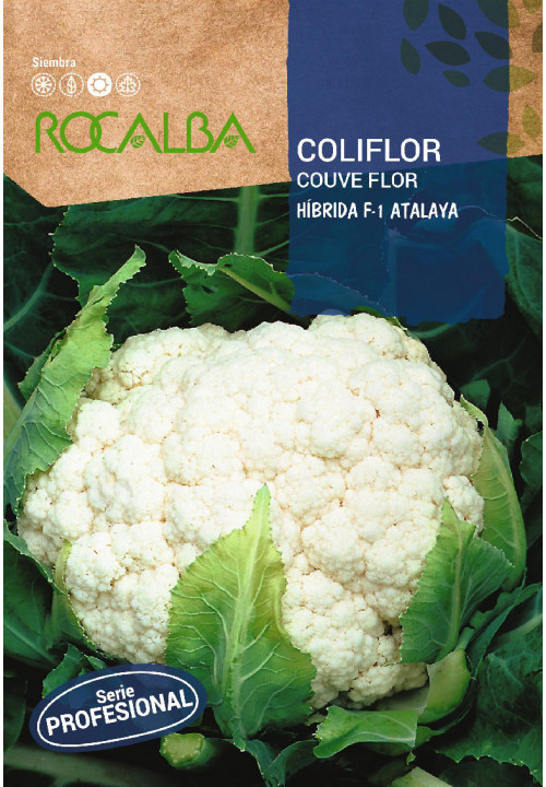 COLIFLOR Hibrida F-1 Atalaya