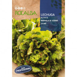 LETTUCE Maravilla de verano 'Silure'