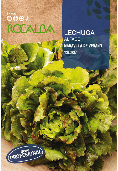 LETTUCE Maravilla de verano 'Silure'