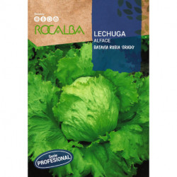 LETTUCE Batavia Rubia 'Grado'