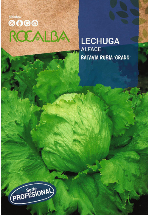 LECHUGA Batavia Rubia 'Grado'