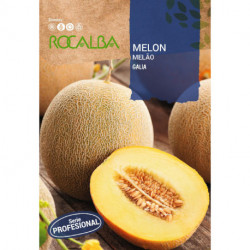 MELON Galia