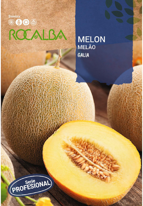 MELON Galia