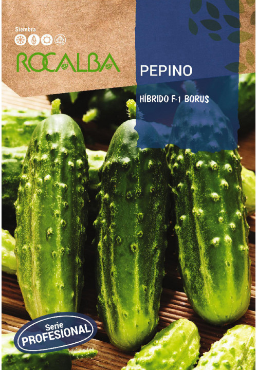 PEPINO HÍBRIDO F-1 BORUS