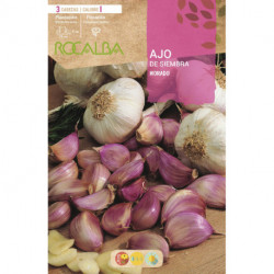 PURPLE GARLIC