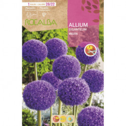 ALLIUM GIGANTEUM -VIOLETA