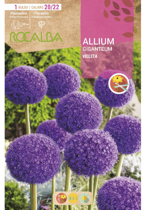 ALLIUM GIGANTEUM -VIOLETA