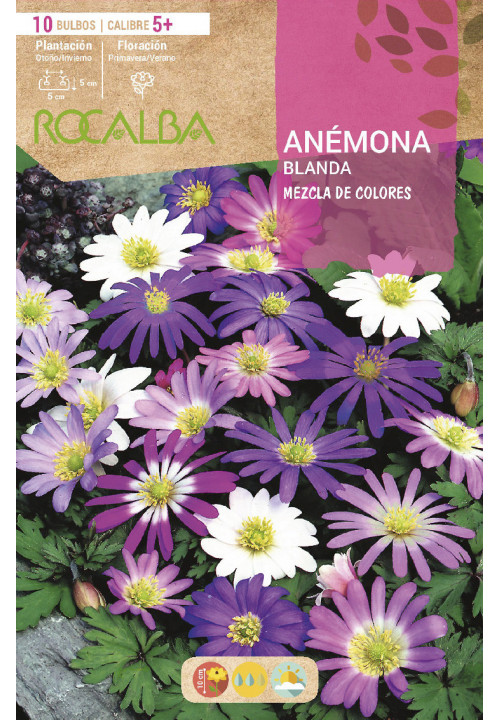 ANEMONAS BLANDA -MEZCLA DE COLORES