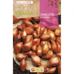 CHALOTE ASCALONIA -AMARILLA-