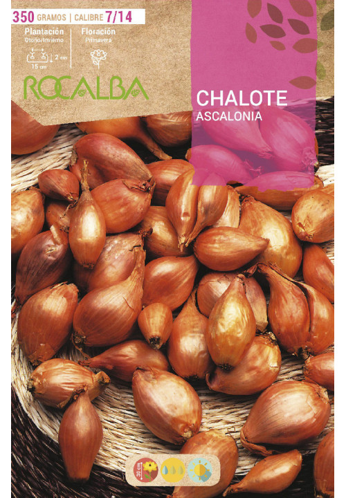 SHALLOT ASCALONIA -YELLOW-