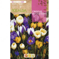 CROCUS -MEZCLA DE COLORES